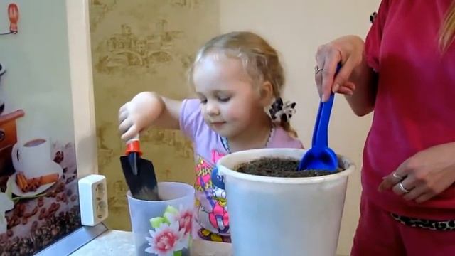 Нашли проросшую семечку в яблоке. Решили посадить и вырастить яблоню.