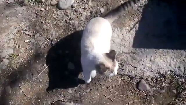 Укусила оса смотреть онлайн