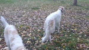 Русские псовые борзые Догон и Аврора и дрессировка. парк, осень, команда "ко мне"