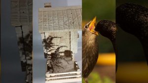 скворечник кормушка