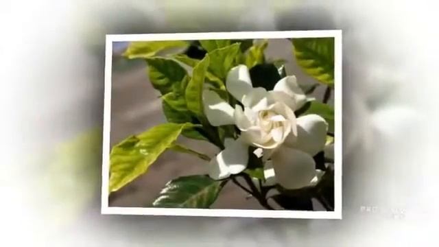 Цветы Гардения (Gardenia flower)
