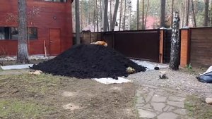 ЛИ СЯО. Лиса - Алиса. Ночная охота Алисы и Макса.