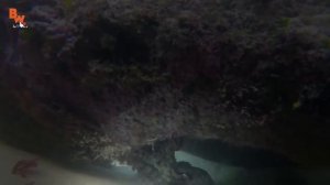 ПОЙМАЛИ ОСЬМИНОГА-ПУСТИТ ЧЕРНИЛА!   УКУСИТ ЛИ!