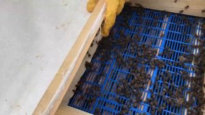Подсадка роя пчел к слабой семье. Как усилить пчелосемью. Сезон 2022