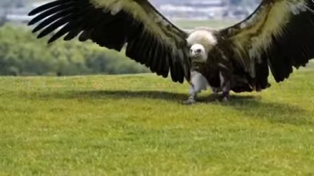 Самая большая птица в мире !!! смотреть онлайн