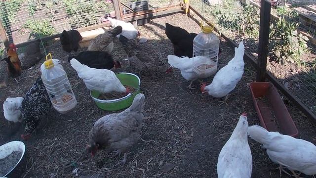 Чем кормить кур? смотреть онлайн