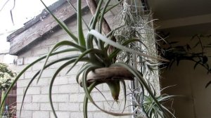 Fertilising Air Plants - Tillandsia's How and When to do it