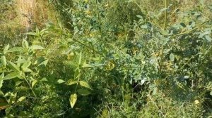 Поймали МНОГО ПРЫТКИХ / Ловля ящериц