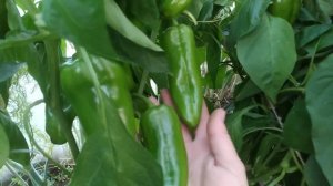 Самая Важная подкормка Перца, для богатого урожая, а так- же не будет гнили на плодах!