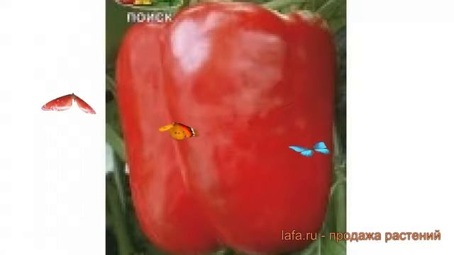 Перец сладкий Геракл (gerakl gerakl) ? сладкий перец Геракл обзор: как сажать, семена перца Геракл смотреть онлайн
