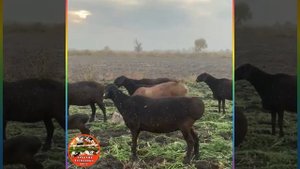 Арашанская порода. Экстерьер арашанских овец 4 архив | Арашан элита койлору