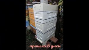 6 рамочный улей биненхаус на рутовскую рамку , осыпь клеща за 6 дней от пихтового масла в сентябре