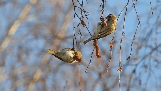 Чечетки у синичьей кормушки смотреть онлайн