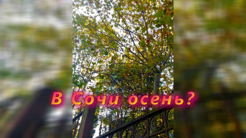 В Сочи осень