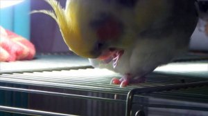 Влог | Чистые лапки и сладкая булочка.