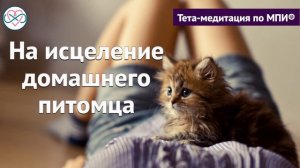 Короткая медитация на исцеление домашнего питомца (Ева Ефремова)