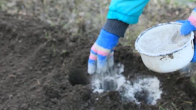 Подзимняя посадка чеснока с сажалкой для луковичных.Легко!