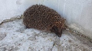 Ёжик разговаривает