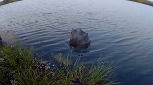 Ловим раков. Ставим раколовки на 7 дней. Рыбалка в Тамбове. Поймали ондатру. Royal fish Tambov. 201