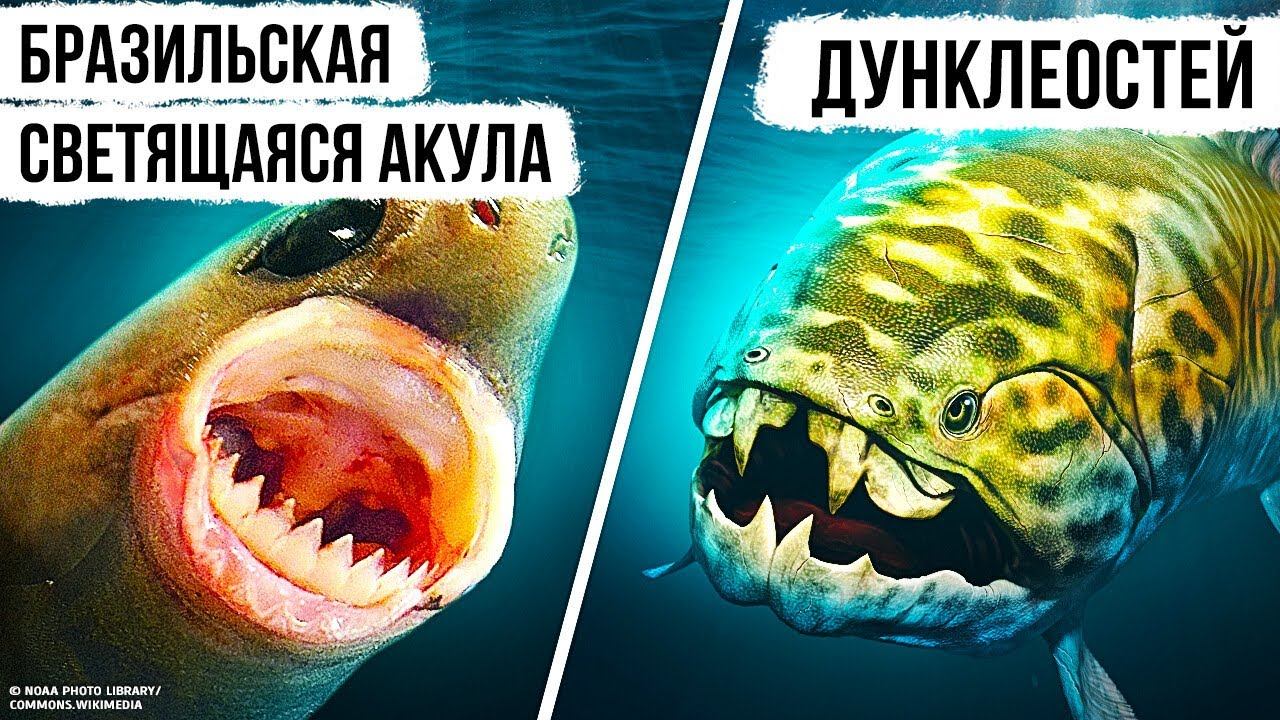 Морские существа, которые заставят вас бояться океана