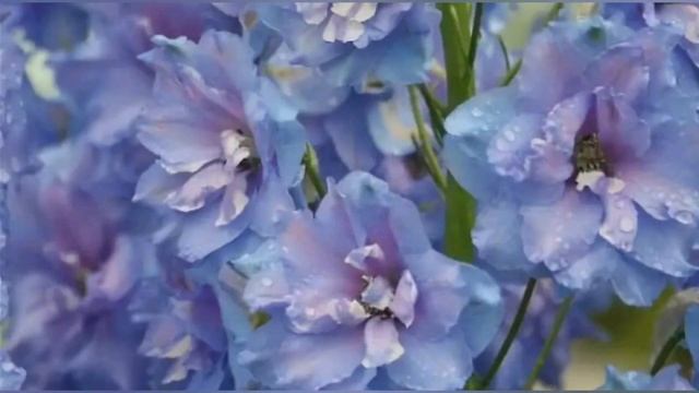 Семена от интернет-магазина Соло/профессиональные семена/семена от Партнёра