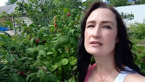 #малина ПРЕВРАТИЛА МАЛИНУ В МАЛИНОВЫЕ ДЕРЕВЬЯ!УРОЖАЙ ВЫРОС В 3 РАЗА!#малина_уход#выращивание_малины#