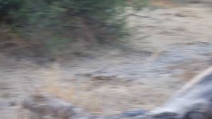 Lions Mating Like Crazy! (Close Up Footage)