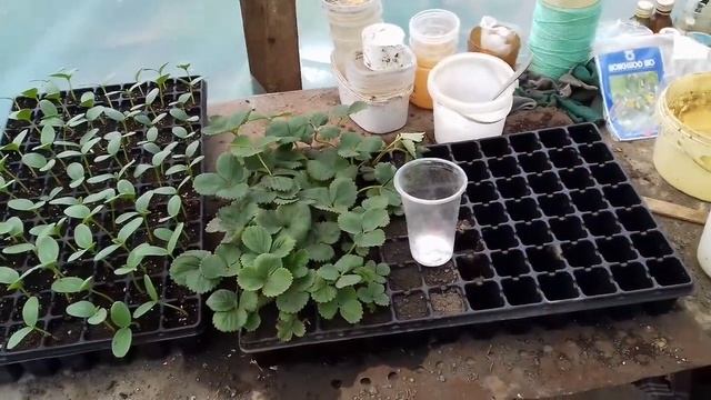 Огурец Кибрия и Арктика 5 дней после всходов смотреть онлайн