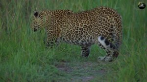 Невидимый хищник африки ЛЕОПАРД! Все что нужно знать о леопардах.
