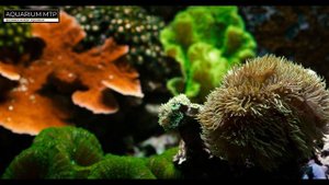 My Reef tank update December 2022