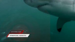 Акулы и косатки появились в акватории Владивостока