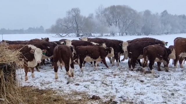 ОТБОР ПЛЕМЕННЫХ БЫЧКОВ на продажу в Саратовскую область. смотреть онлайн