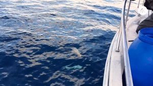 Рыбалка на ТРЕСКУ. Баренцево море. Мурманск. Капитан Крым