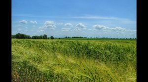 Elizaveta Panchenko Русское поле / Елизавета Панченко Russian Ground