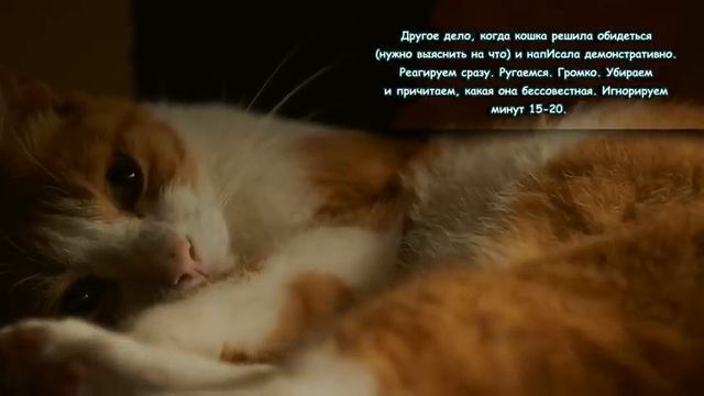 Чего никогда не сделает любящий владелец по отношению к своему питомцу смотреть онлайн