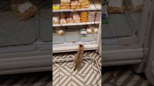 Кошка в продуктовом магазине)))