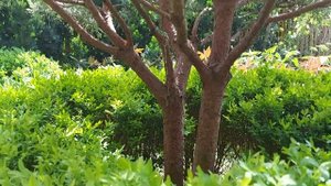 Сосна обыкновенная Ватери Pinus Sylvestris Watereri