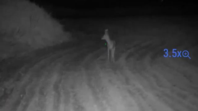 охота на самца косули в РБ 2023. никто не пострадал. pulsar digex c50 смотреть онлайн