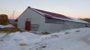 Миллион на свиньях  Снижение издержек  Ангар для свиней