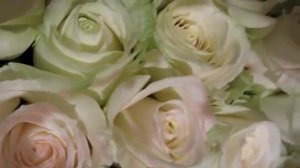 Розы Аваланж, белые