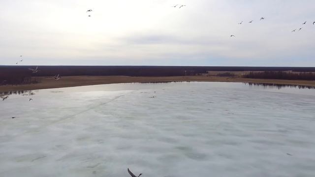 Весна на севере прилетает с птицами смотреть онлайн