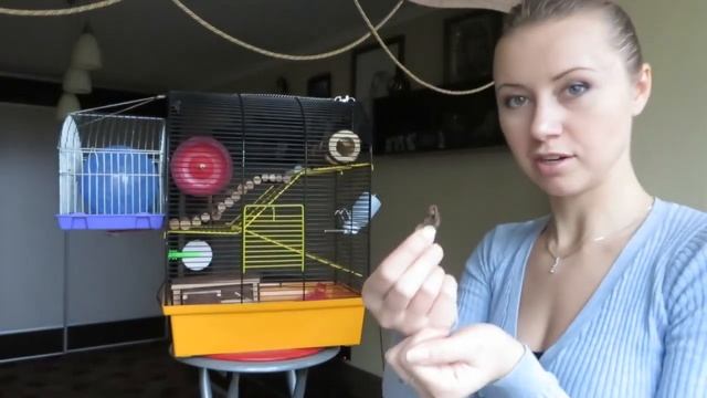 Чем кормить хомяка джунгарского хомячка смотреть онлайн