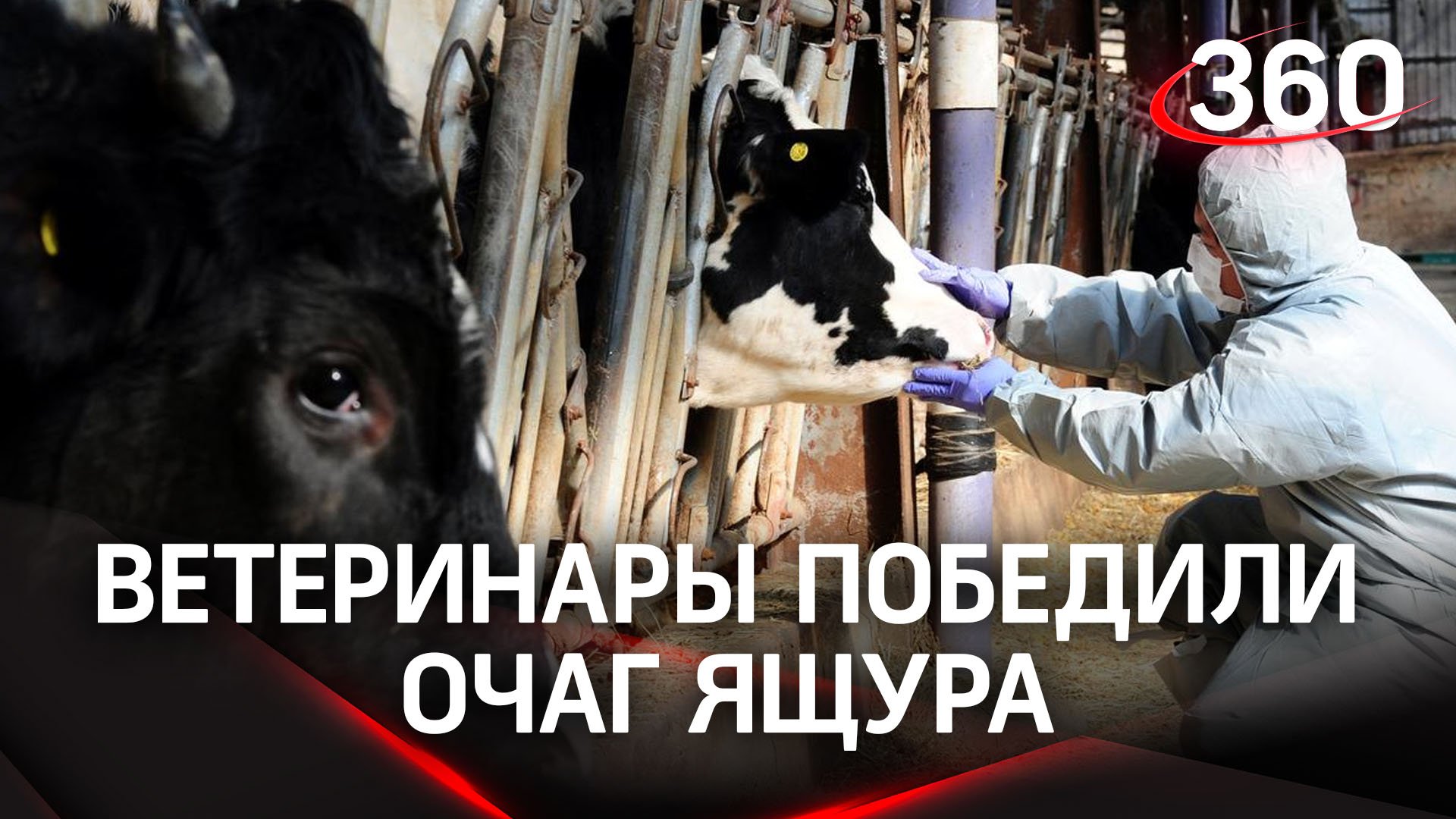 Подмосковные ветеринары отработали методы борьбы с ящуром