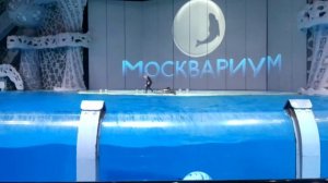 Шоу дельфинов в Москве