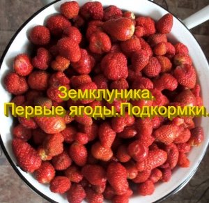 Земклуника. Первые ягоды. Подкормки.