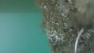 Универсальный инструмент для подводной чистки корпуса яхт.