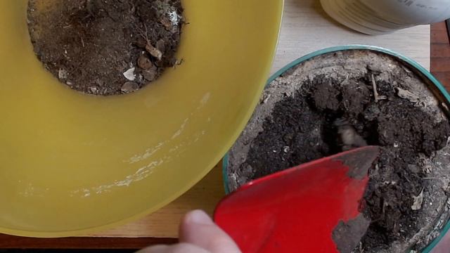 Легко и просто как посадит вырастить огурцы дома огурец в домашних условиях на подоконнике