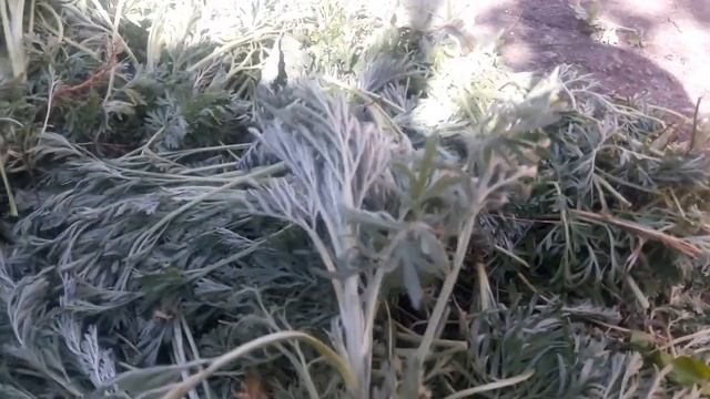Полынь в корме кур и кроликов Антипаразитарка для кур и кроликов