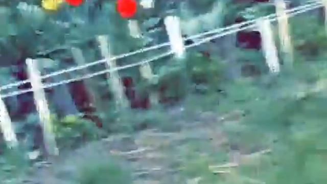 Гуляю,рву тюльпаны ,и видела кошку дохлую посматри будет интересно