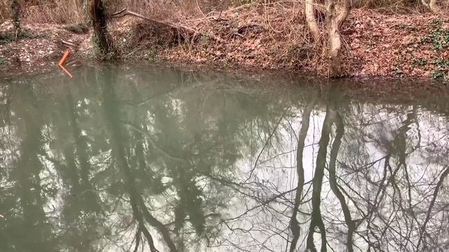 как растет форель ?